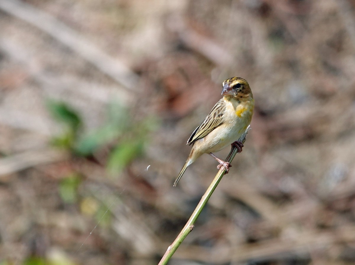 Asian Golden Weaver - ML631536916