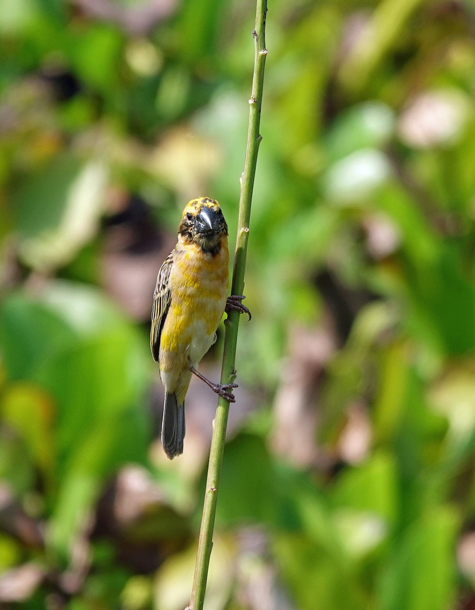 Asian Golden Weaver - ML631536947