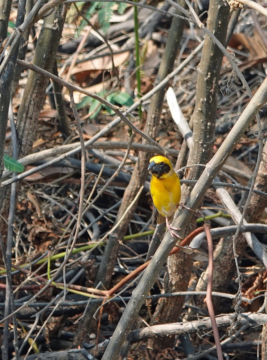 Asian Golden Weaver - ML631536948