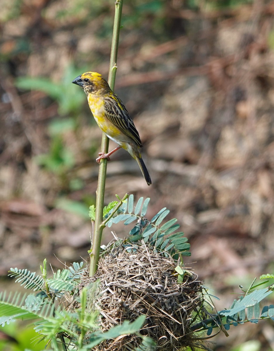 Asian Golden Weaver - ML631536949