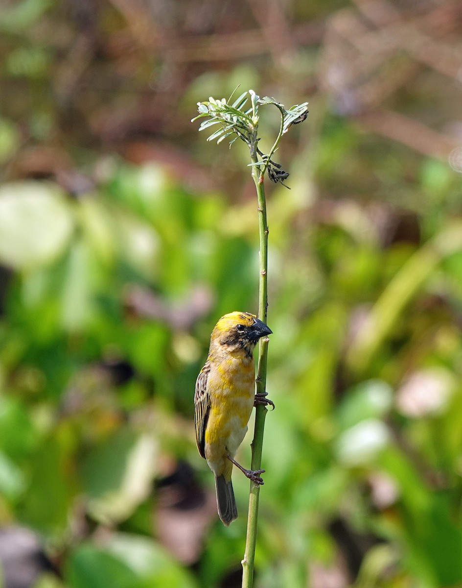 Asian Golden Weaver - ML631536950