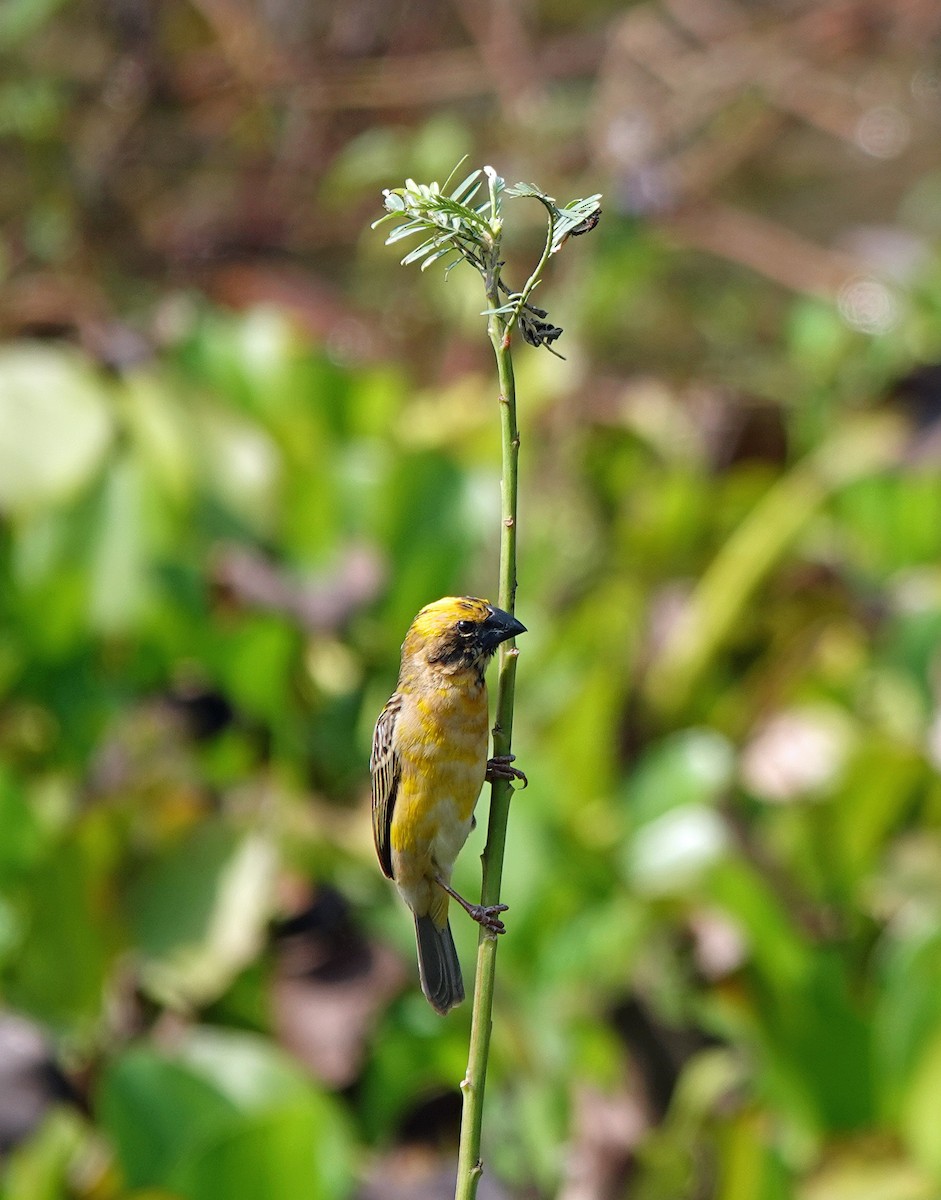 Asian Golden Weaver - ML631536951