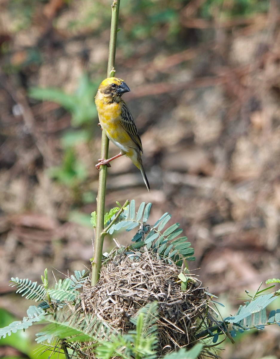 Asian Golden Weaver - ML631536952