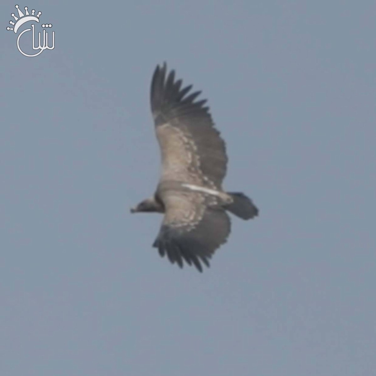 Indian Vulture - ML631536957