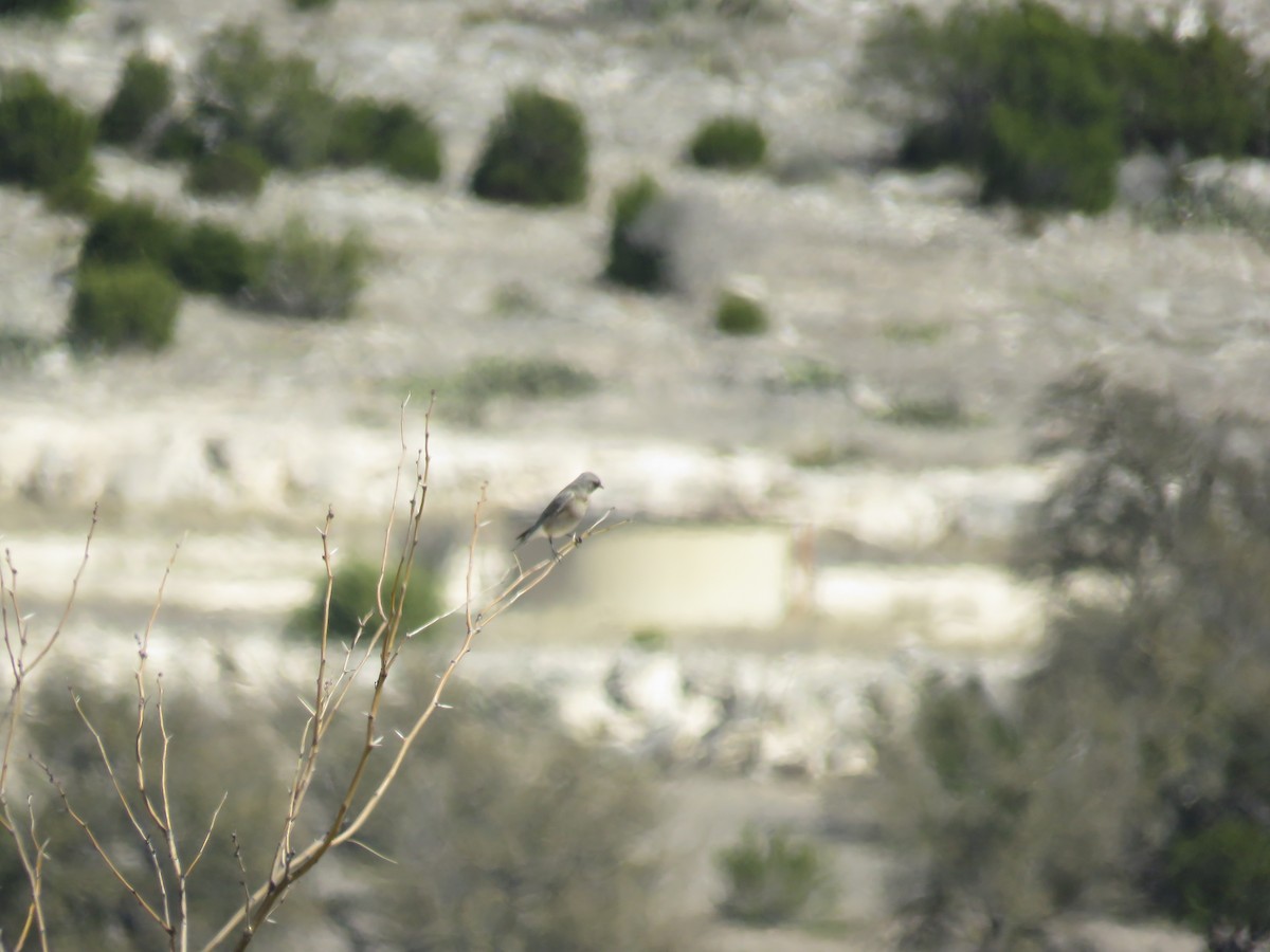 Mountain Bluebird - ML631537073