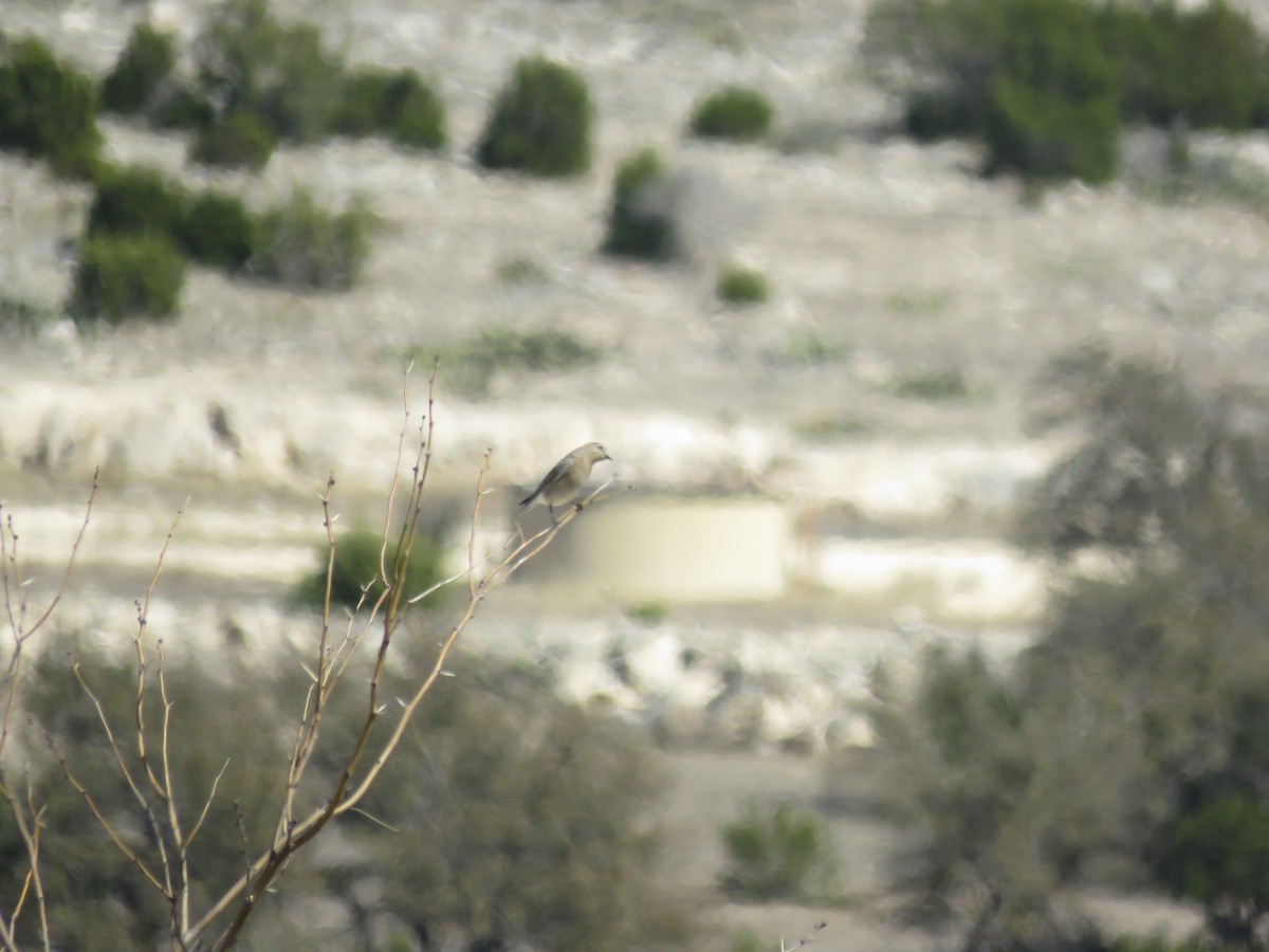 Mountain Bluebird - ML631537080