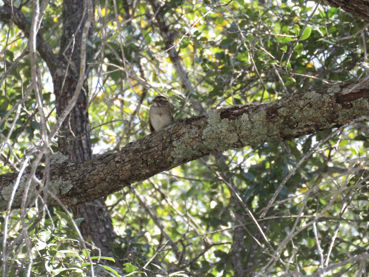 White-throated Sparrow - ML631537094