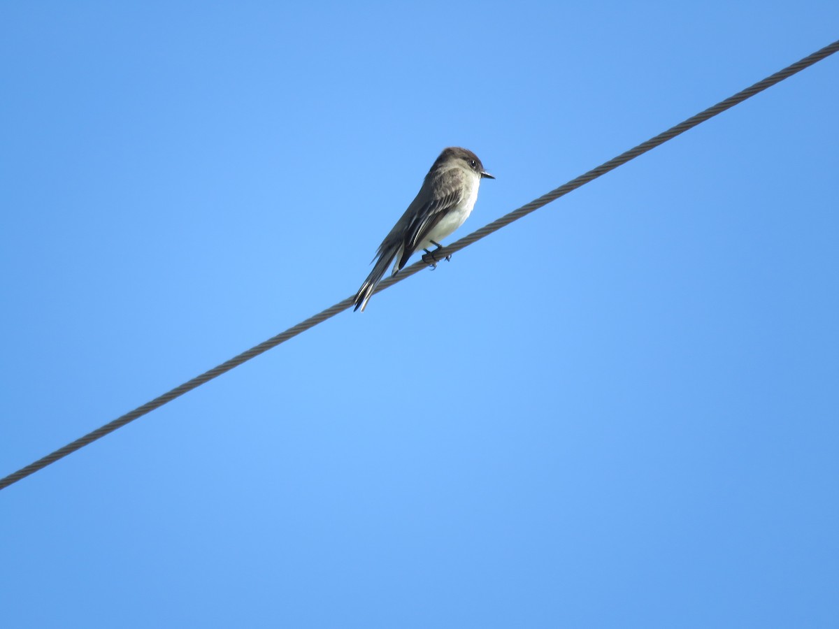 Eastern Phoebe - ML631537113