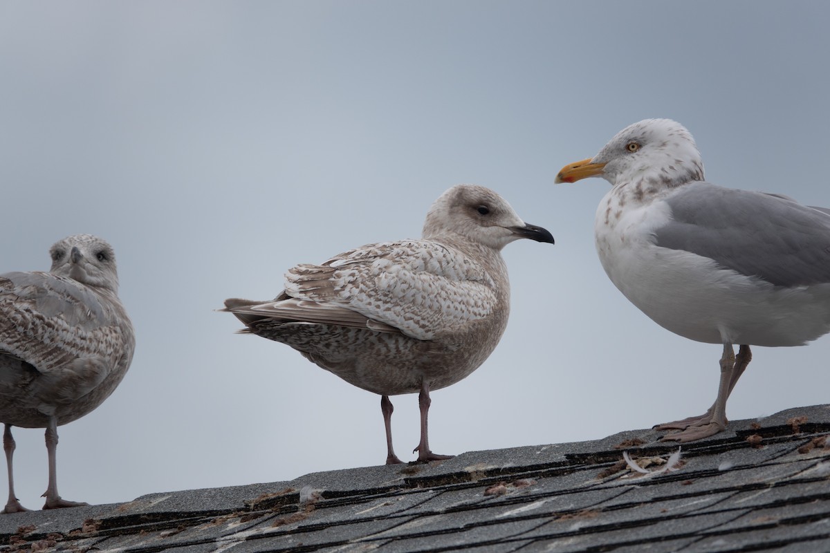 Iceland Gull - ML631537347