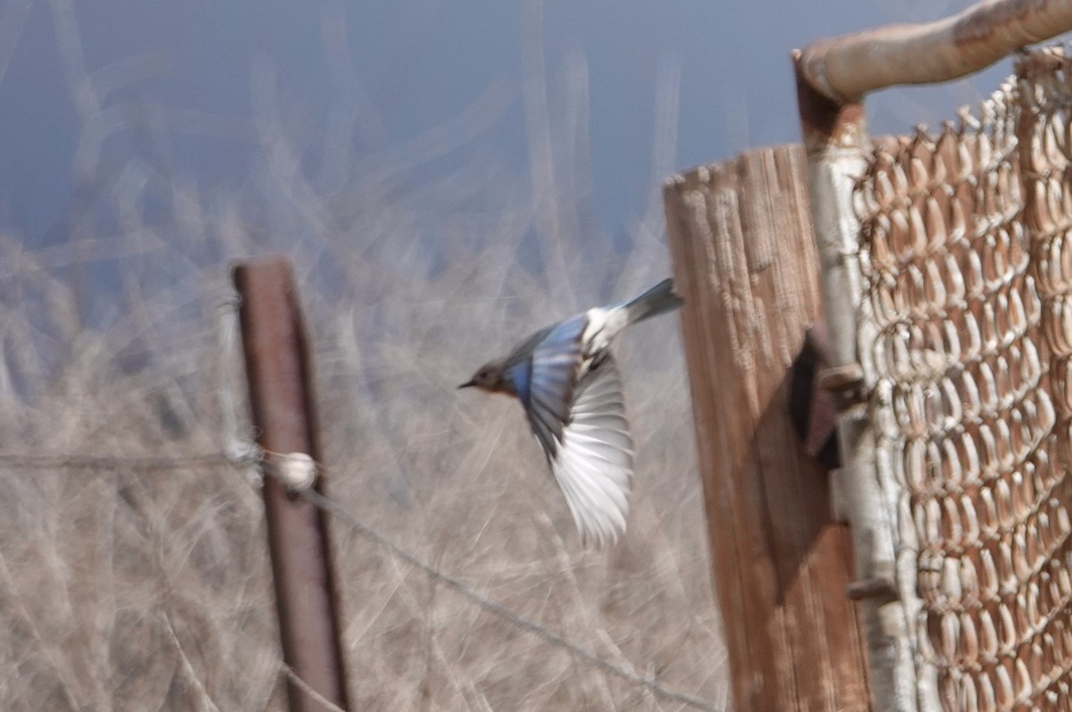 Mountain Bluebird - ML631537434