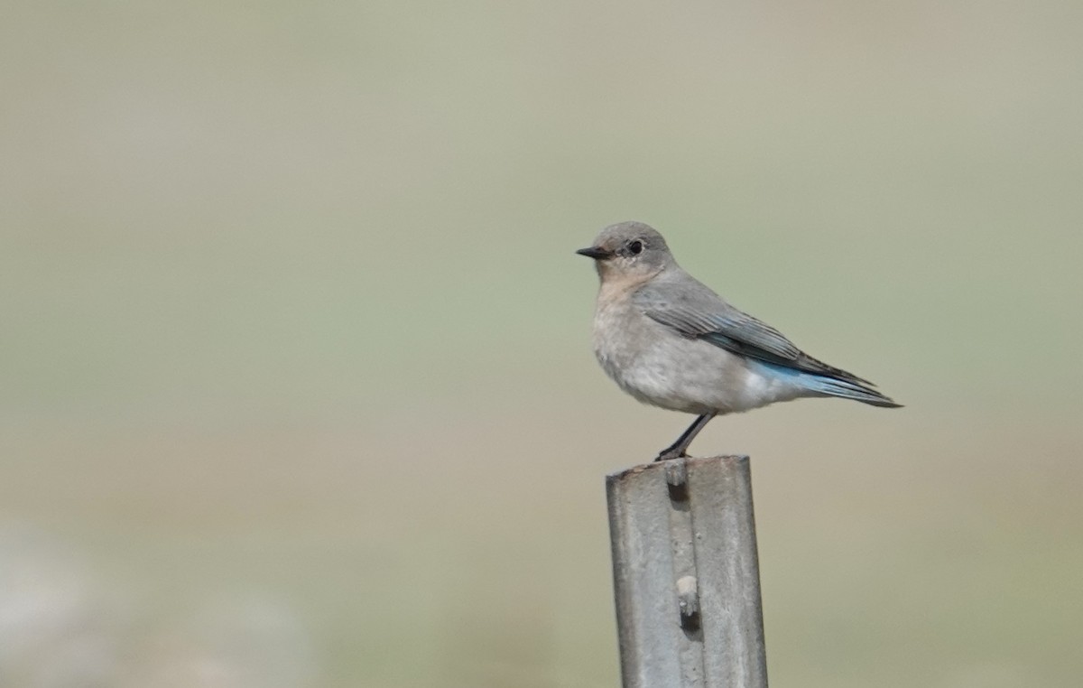 Mountain Bluebird - ML631537436