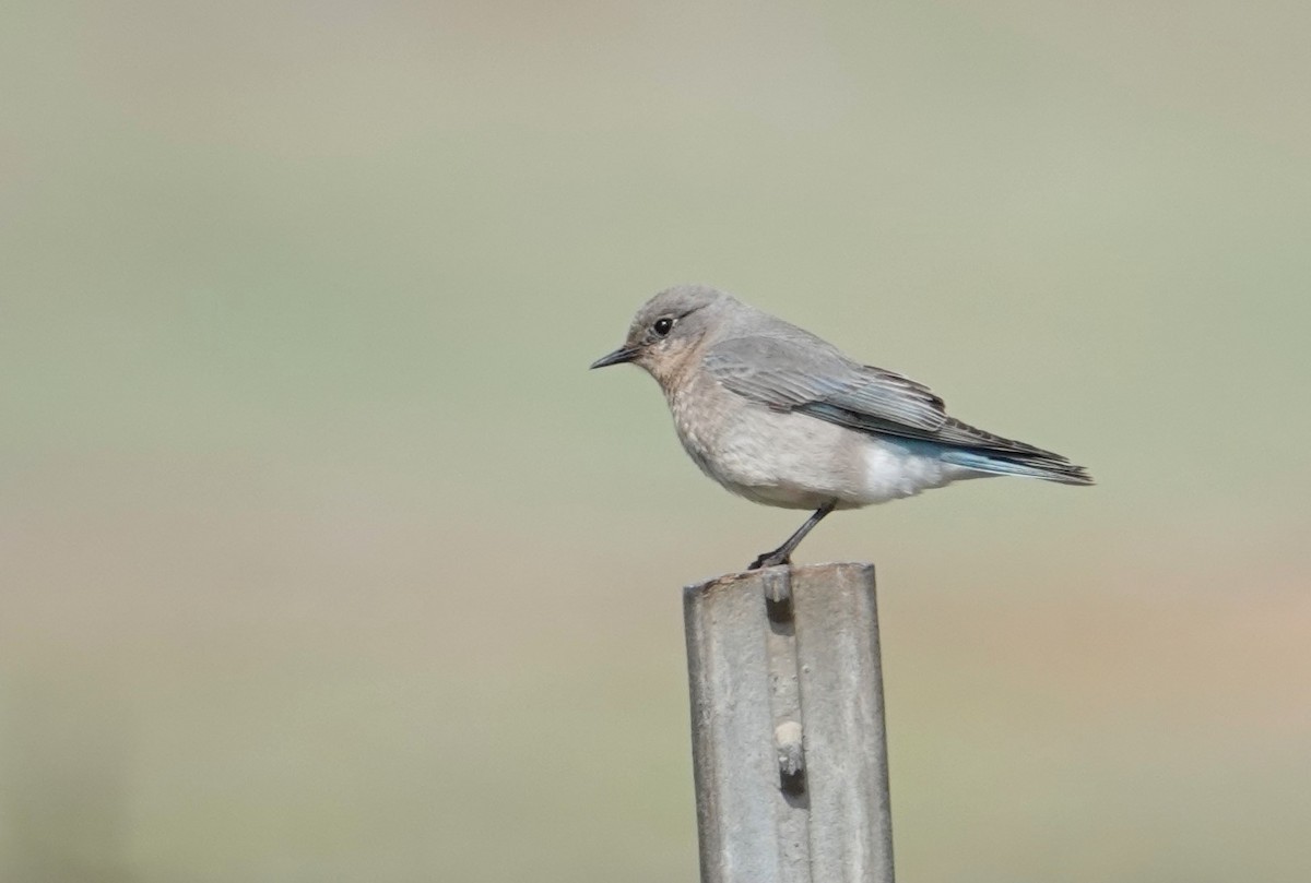 Mountain Bluebird - ML631537442