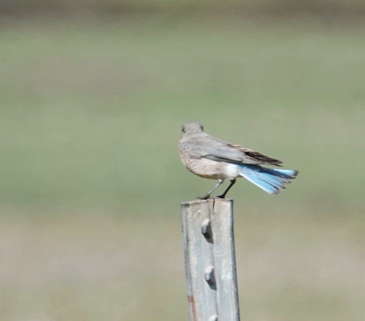 Mountain Bluebird - ML631537444