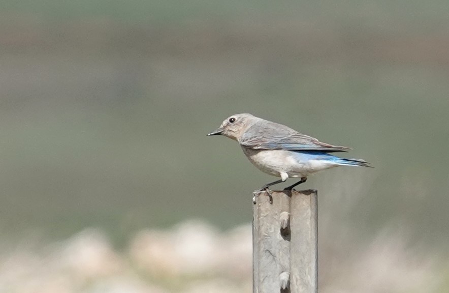 Mountain Bluebird - ML631537453