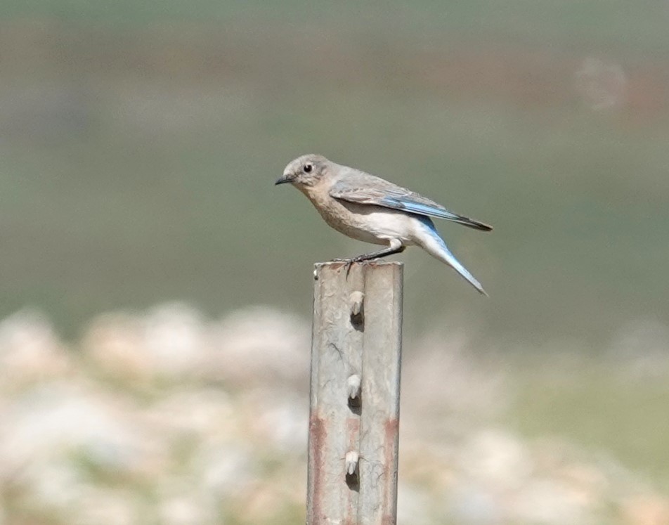 Mountain Bluebird - ML631537458