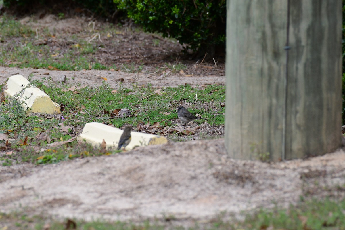 Dark-eyed Junco - ML631537509