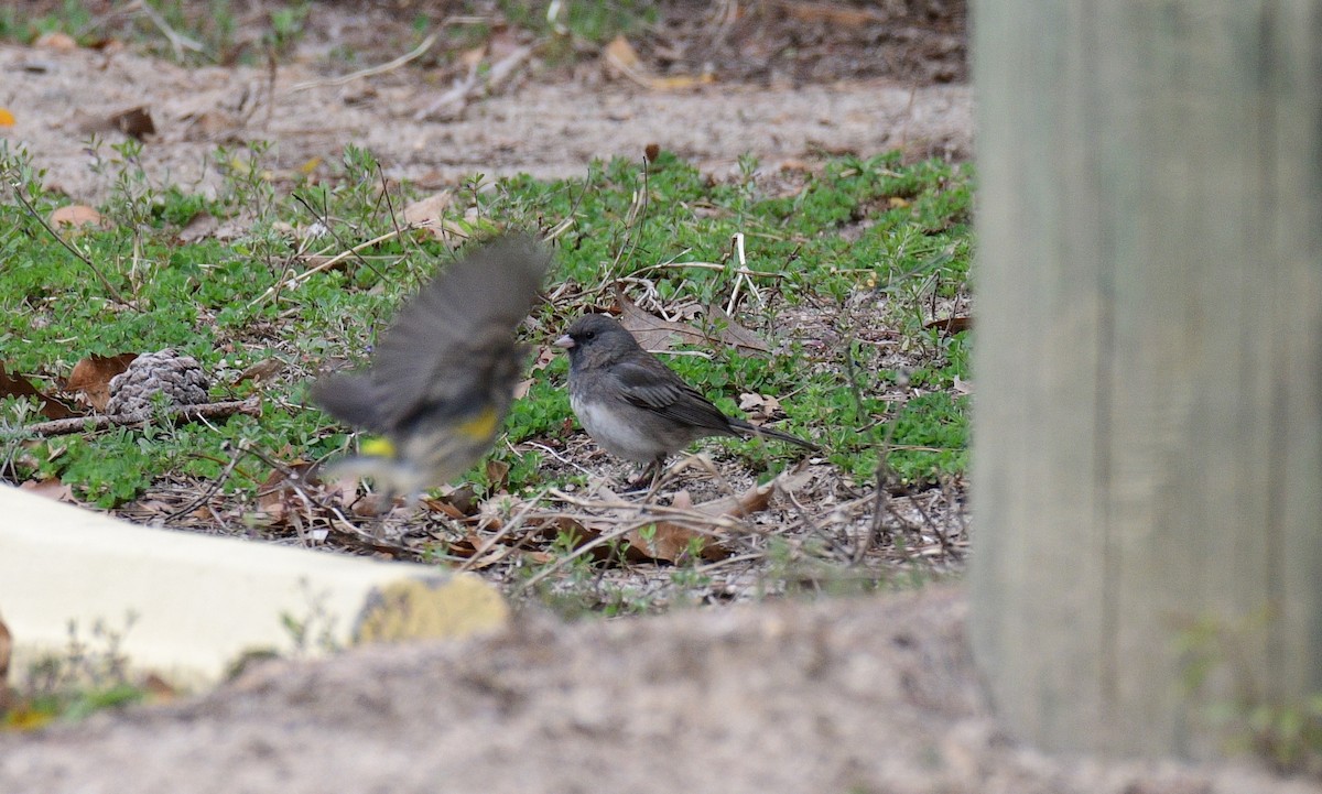 Dark-eyed Junco - ML631537559