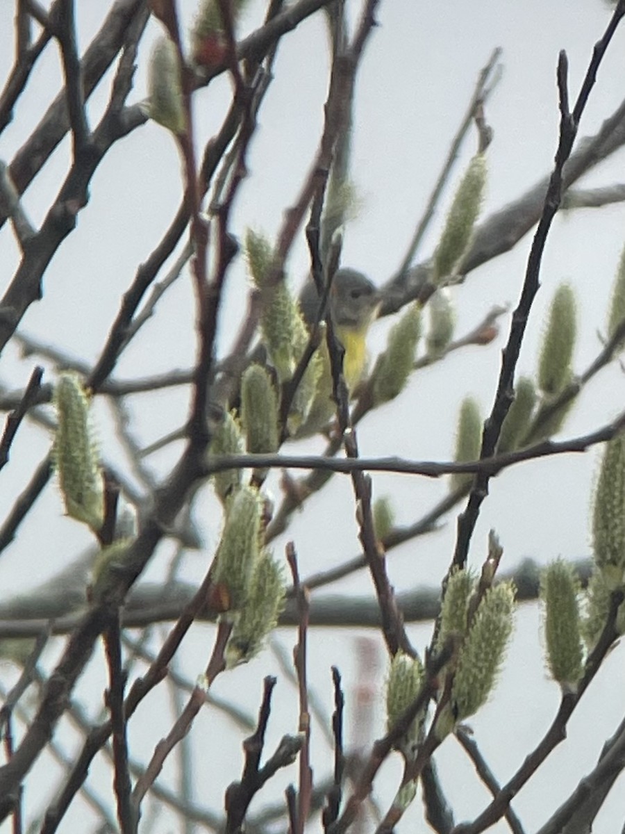 Nashville Warbler - ML631537561