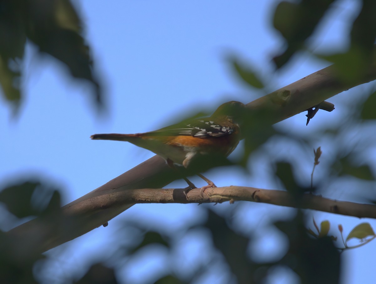 Orange-banded Thrush - ML631537614