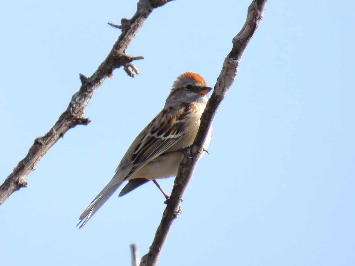 American Tree Sparrow - ML631537653