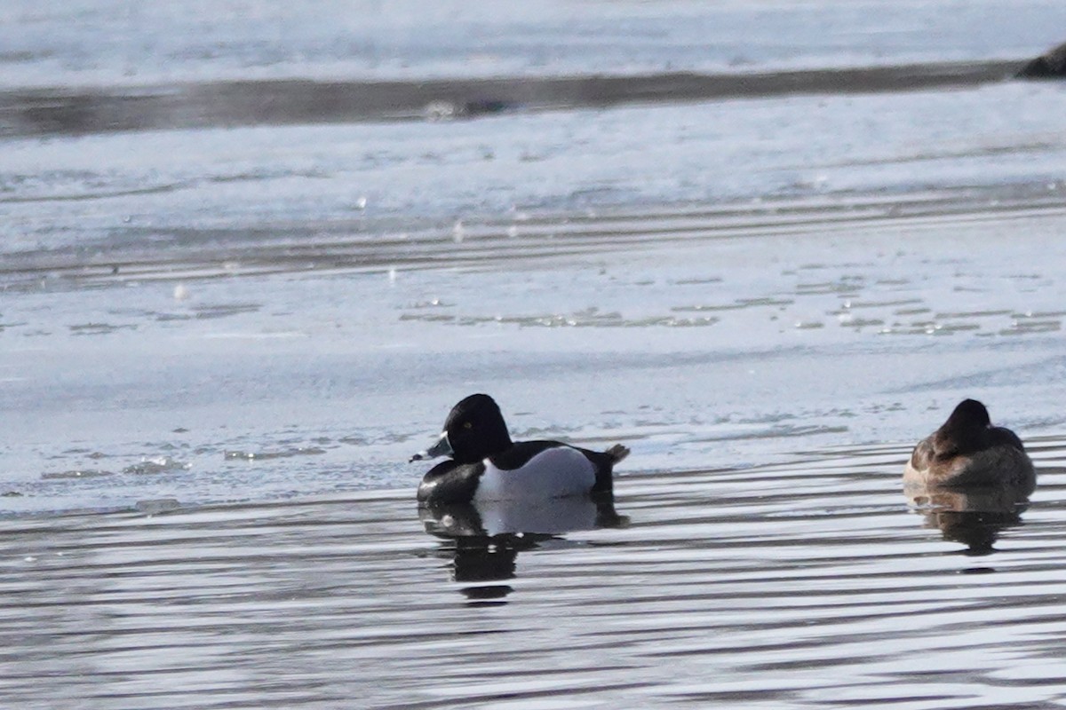 Ring-necked Duck - ML631537692
