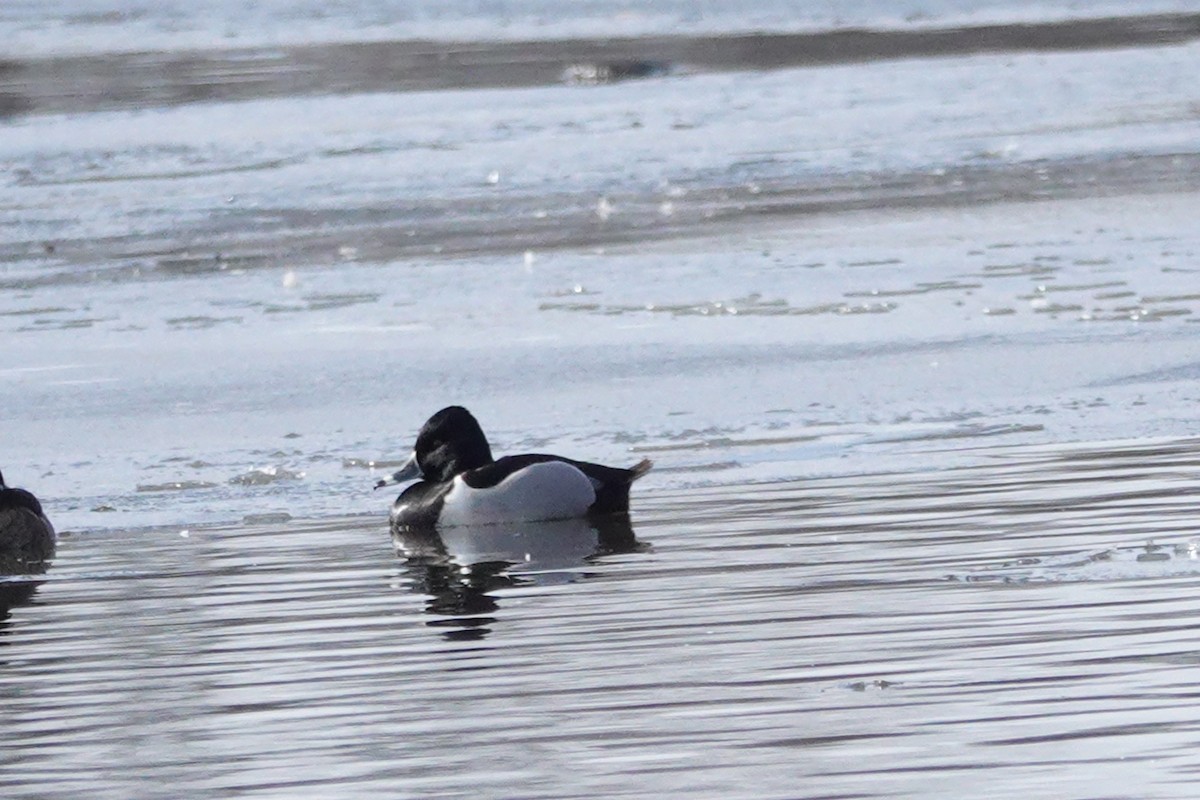 Ring-necked Duck - ML631537693