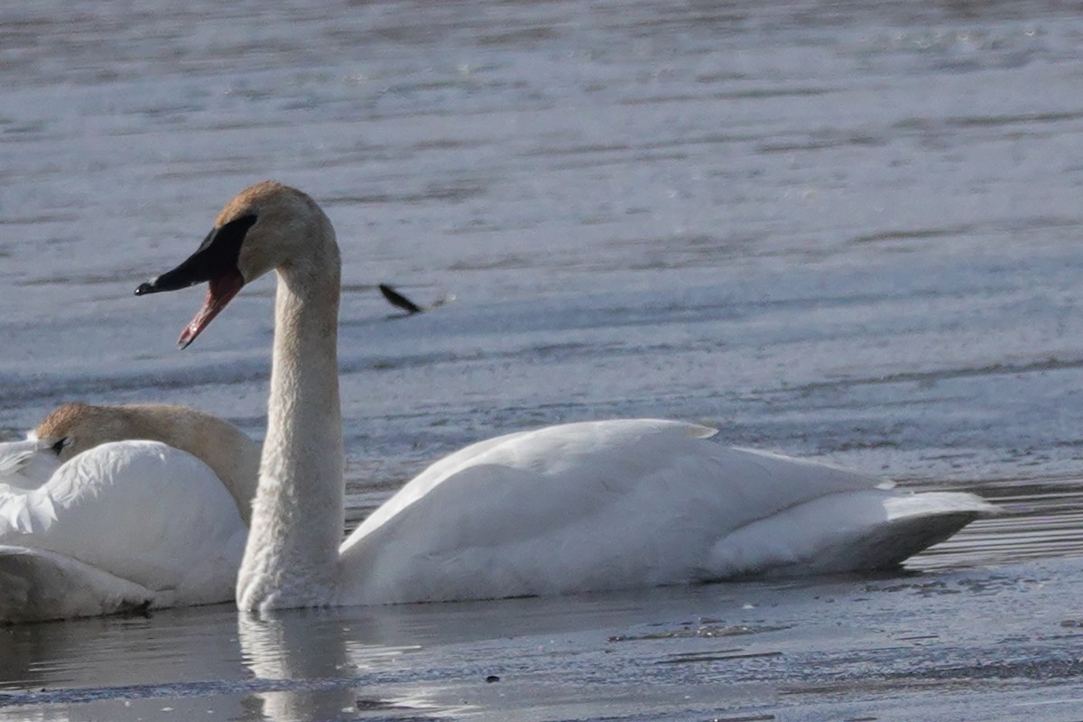 Trumpeter Swan - ML631537719