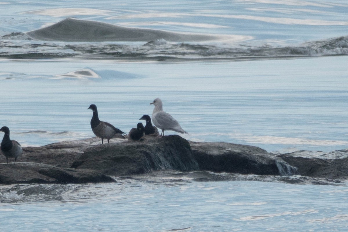 Iceland Gull (kumlieni) - ML631537738