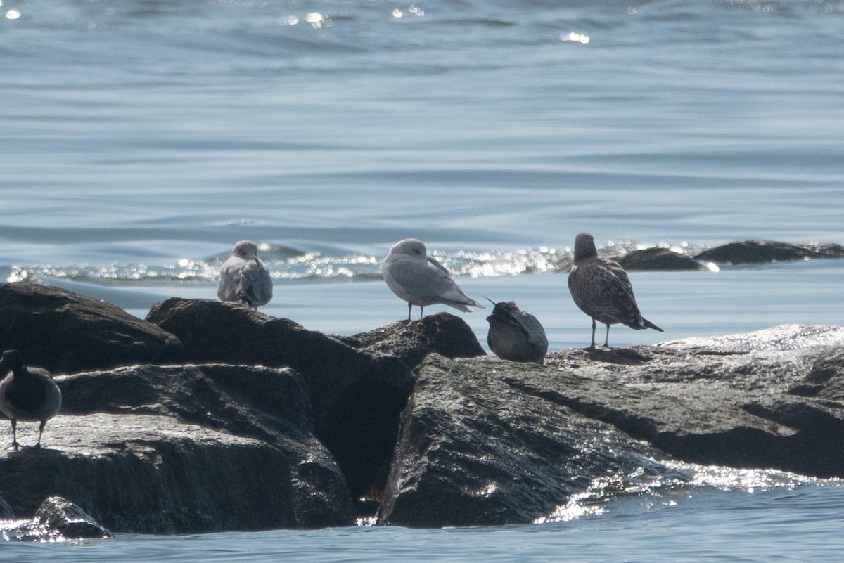 Iceland Gull (kumlieni) - ML631537739