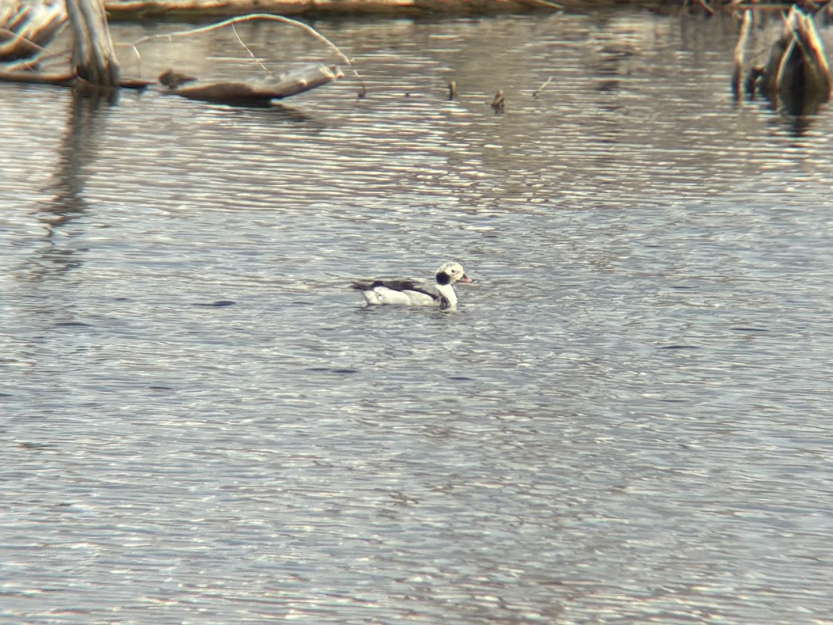 Long-tailed Duck - ML631537746