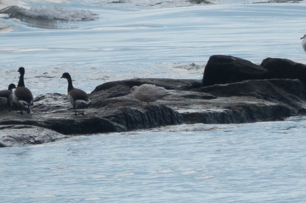 Iceland Gull (kumlieni) - ML631537751