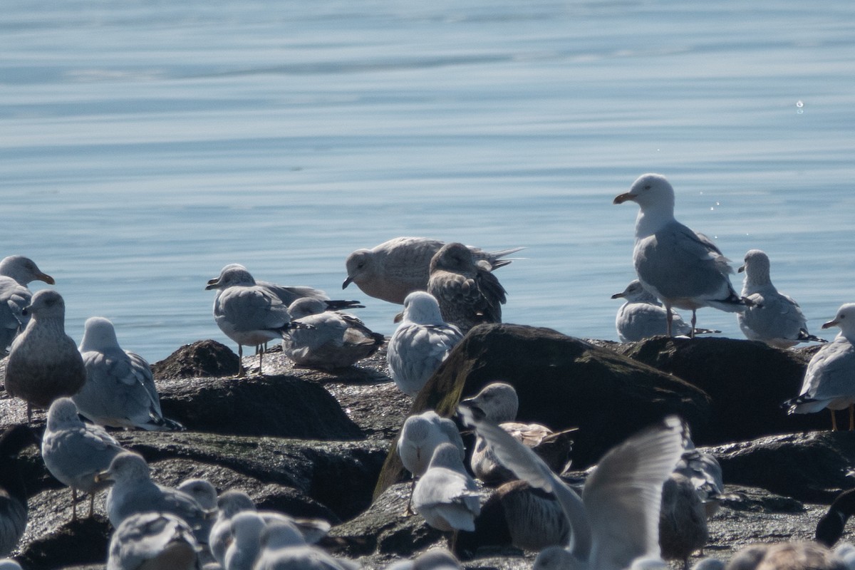 Iceland Gull (kumlieni) - ML631537752
