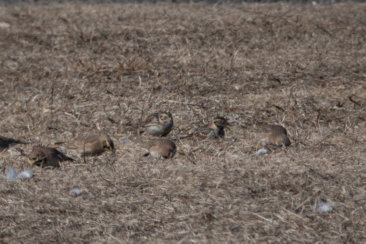 Lapland Longspur - ML631537767