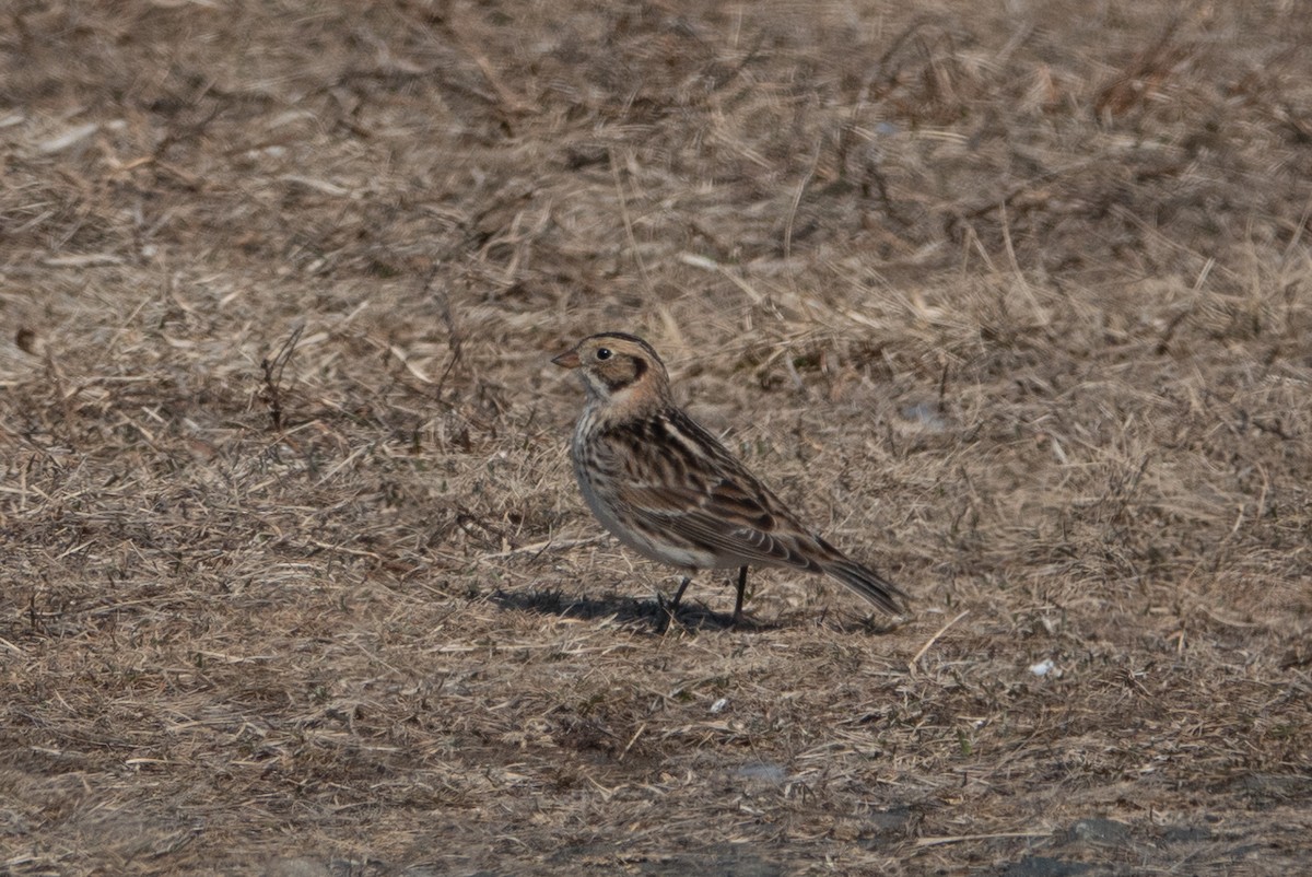 Lapland Longspur - ML631537768