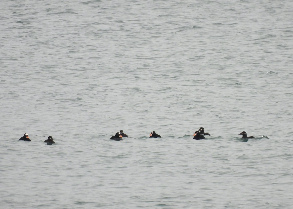 Surf Scoter - ML631537772