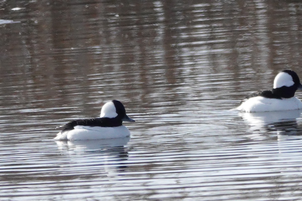 Bufflehead - ML631537783