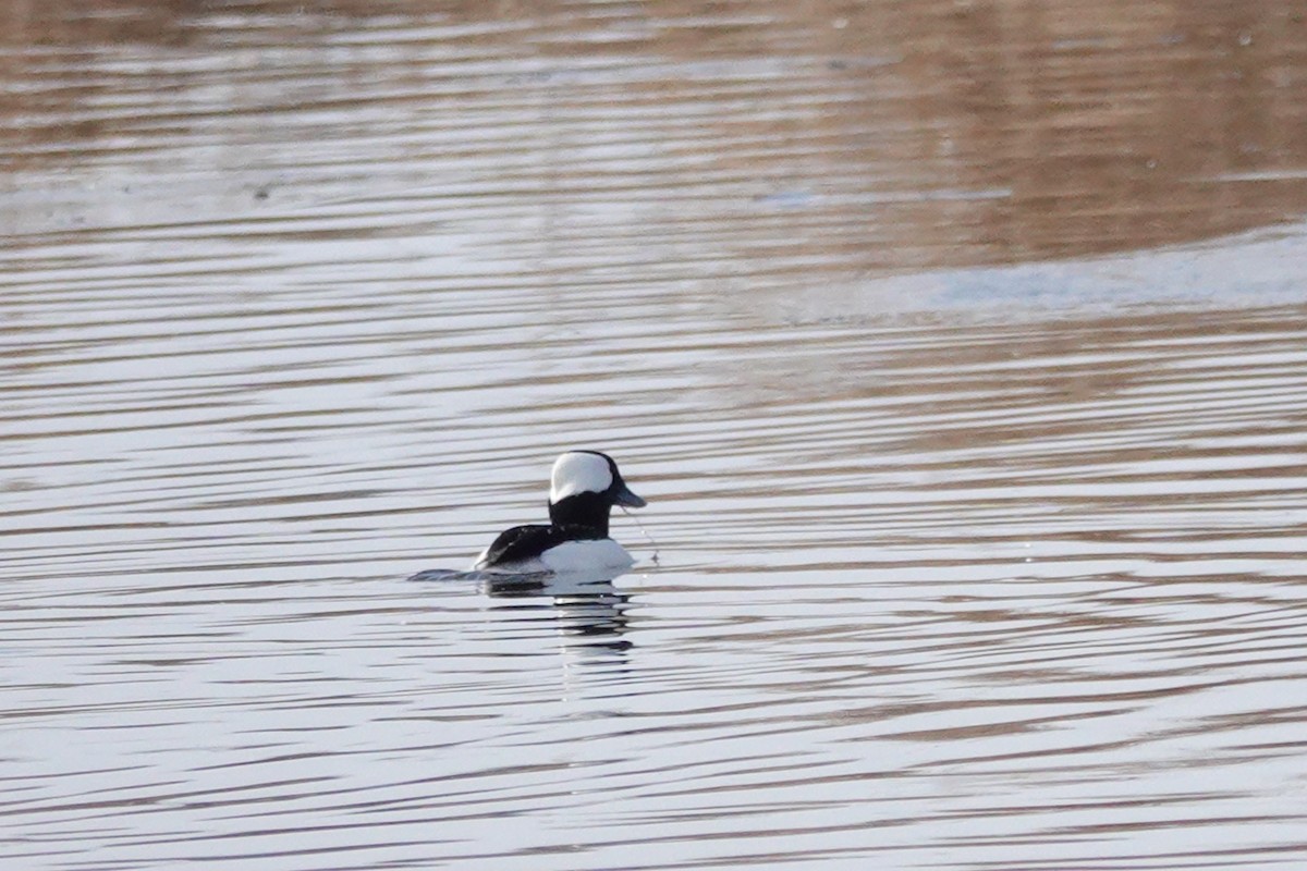 Bufflehead - ML631537784