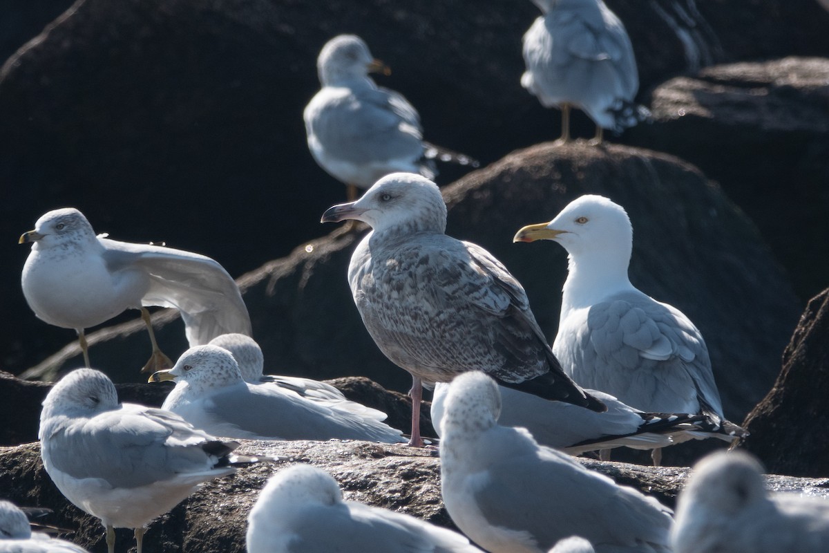 American Herring Gull - ML631537789