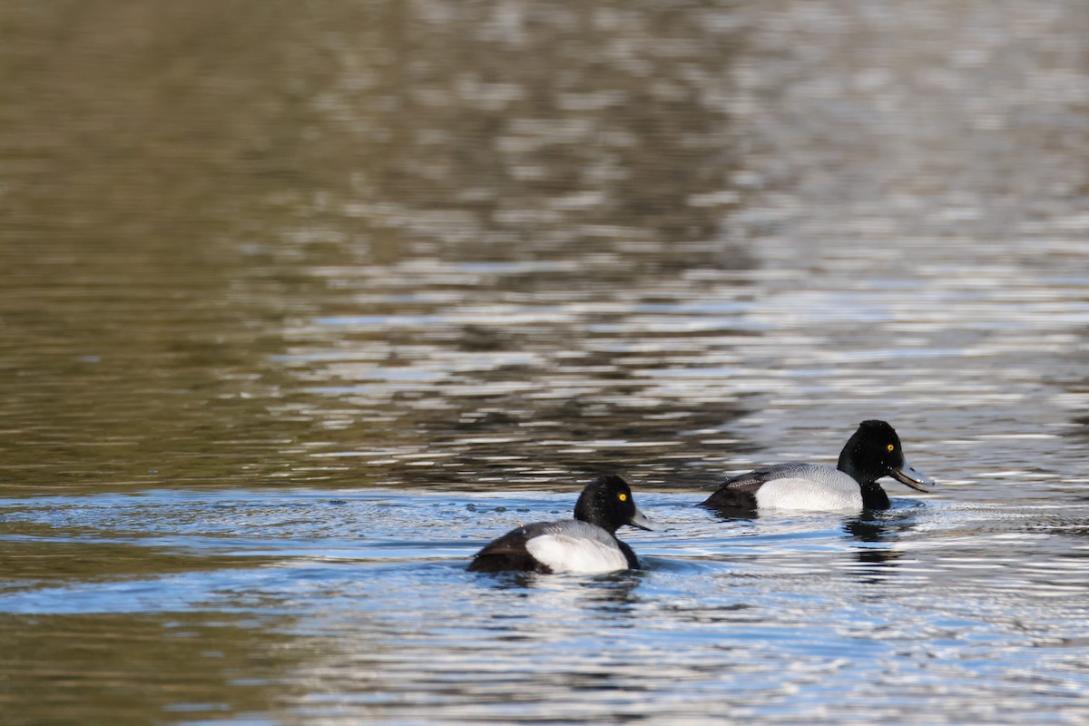 Lesser Scaup - ML631537874