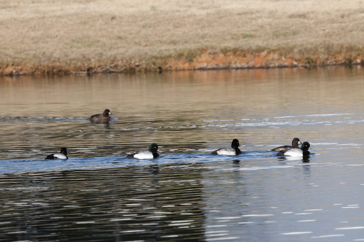 Lesser Scaup - ML631537875