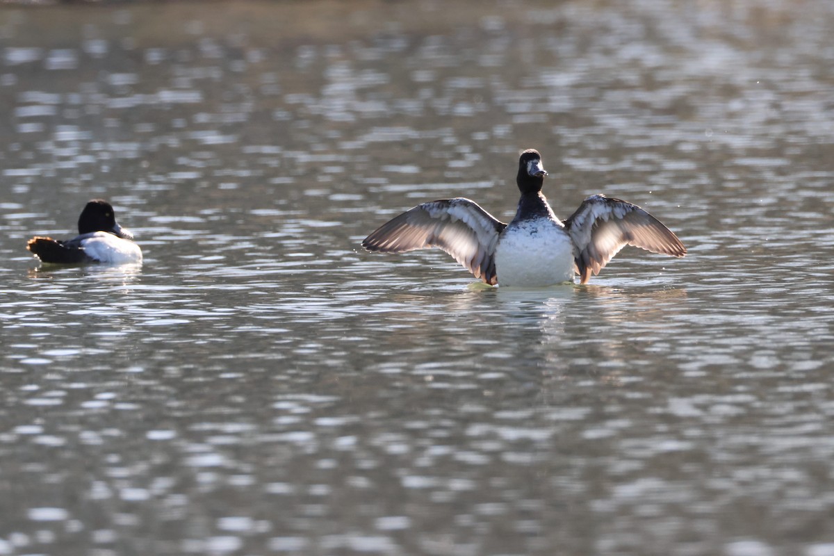 Lesser Scaup - ML631537876
