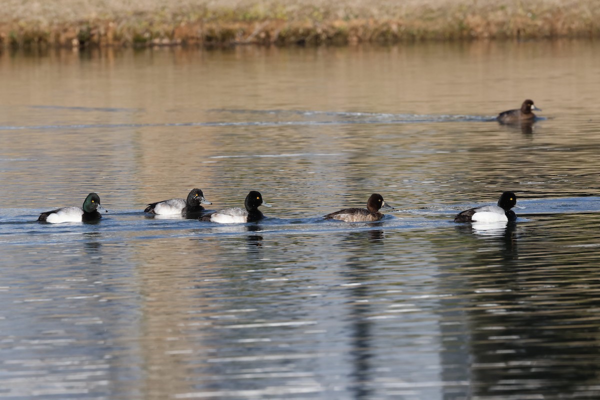 Lesser Scaup - ML631537877