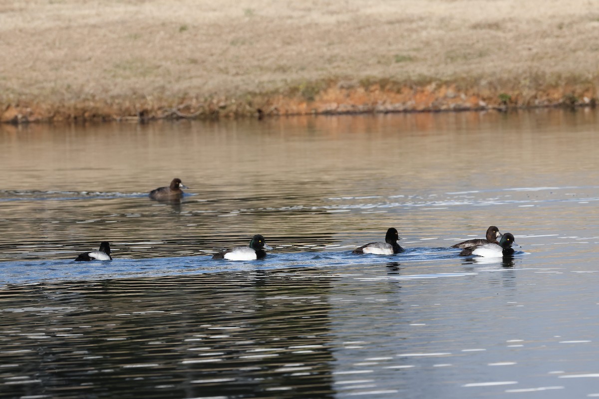 Lesser Scaup - ML631537878