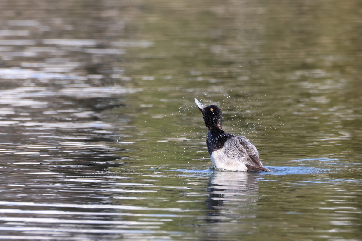 Lesser Scaup - ML631537880