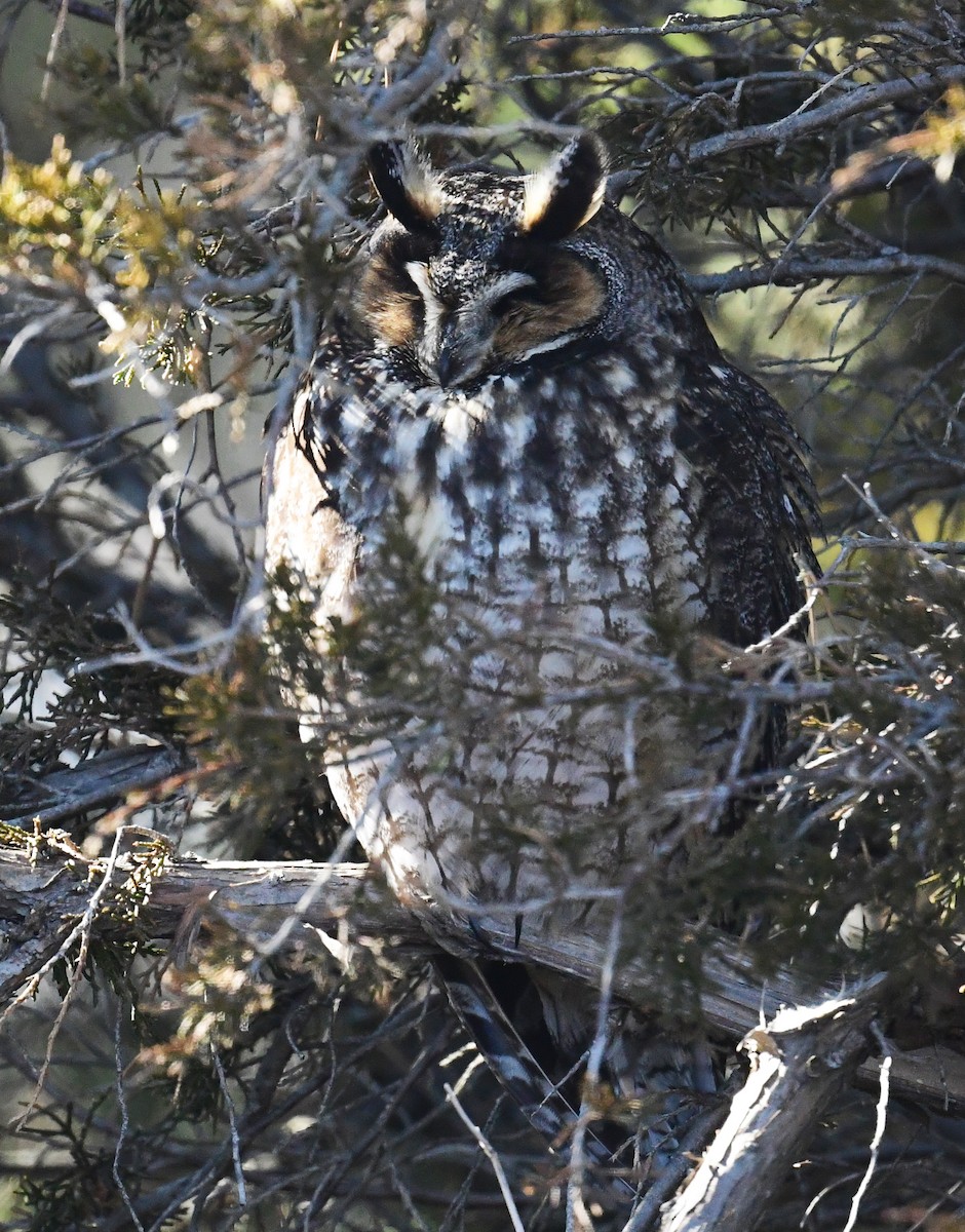 Long-eared Owl - ML631538019