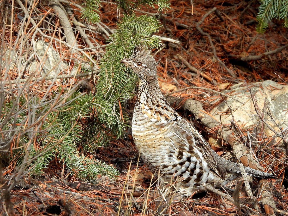 Ruffed Grouse - ML631538052