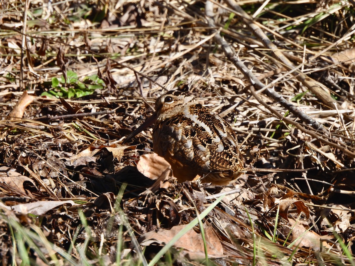 American Woodcock - ML631538140