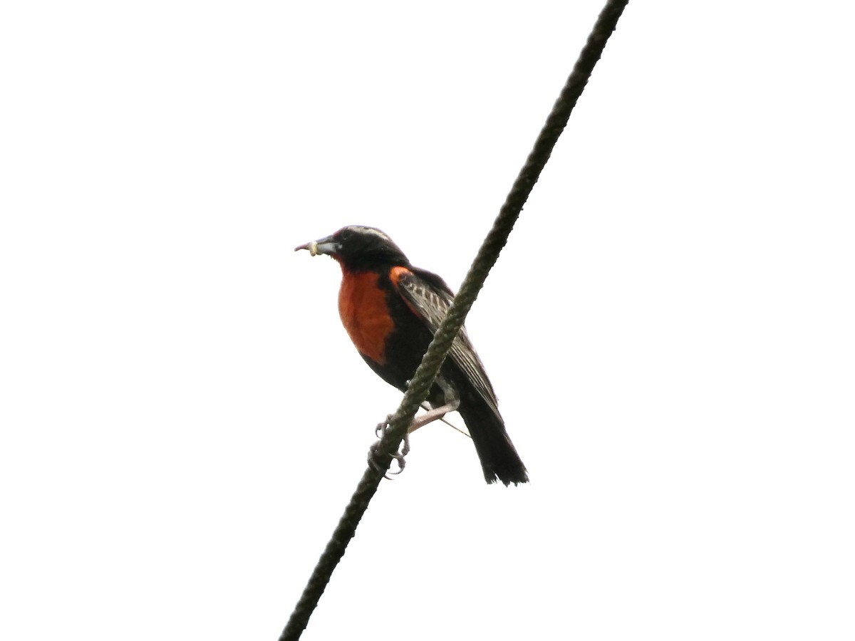 Peruvian Meadowlark - ML631538215