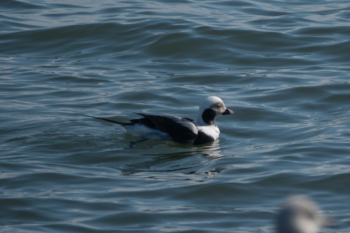 Long-tailed Duck - ML631538222