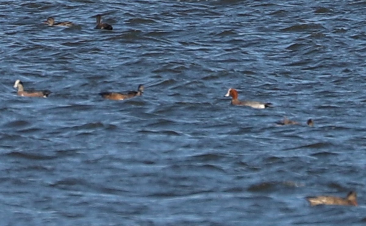 Eurasian Wigeon - ML631538317